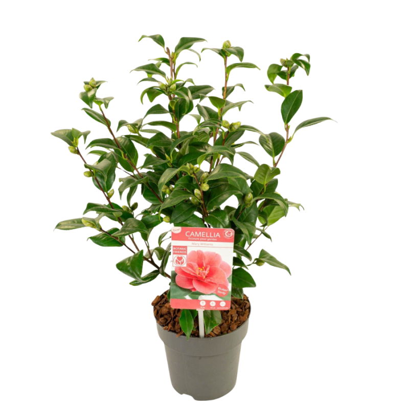 Camellia Mary Williams