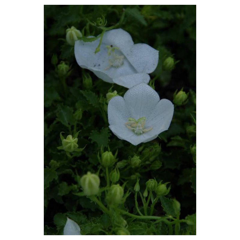 Campanula Weisse Clips