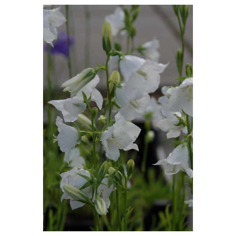 Campanula Alba 