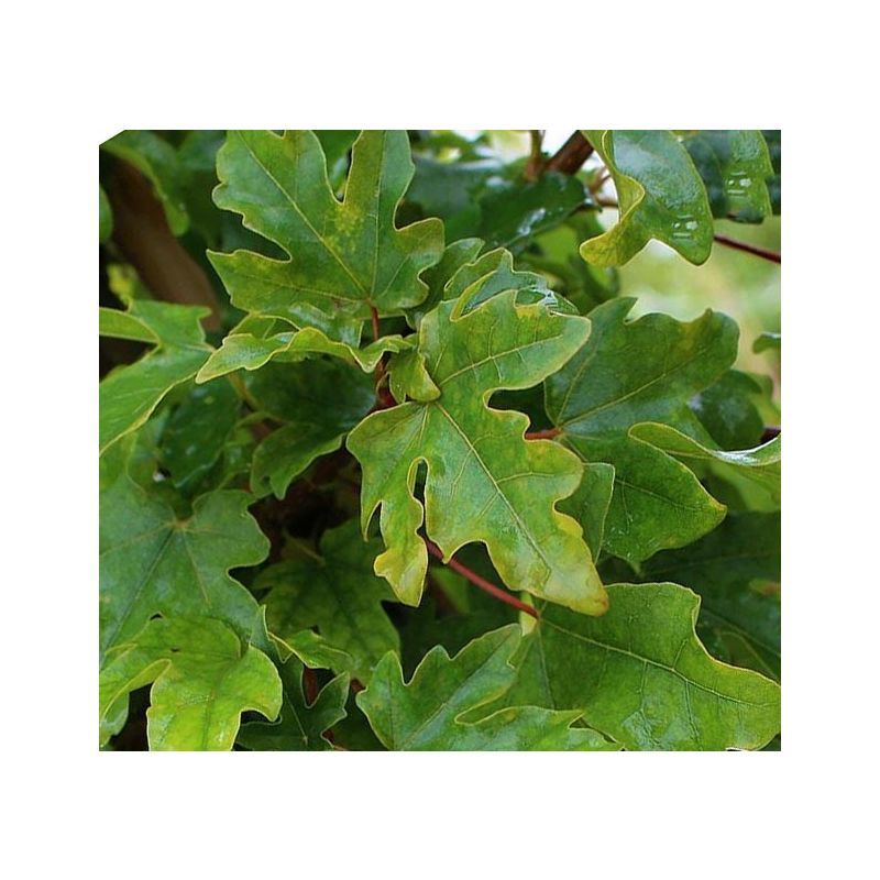 Acer campestre - haag