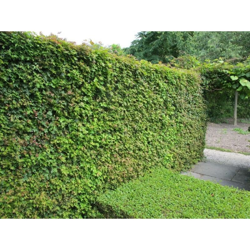 Acer campestre - haag