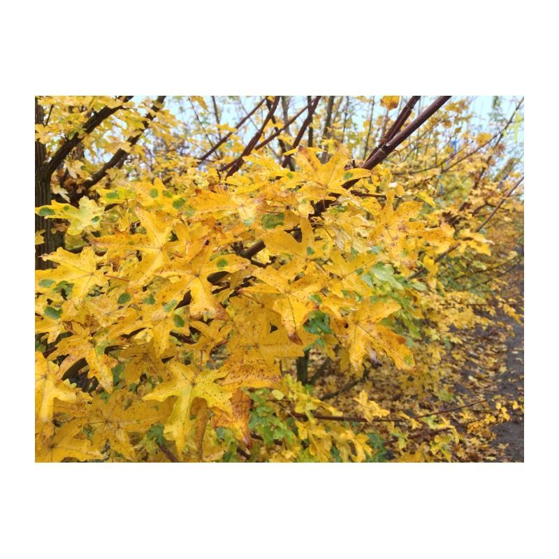 Acer campestre - haag