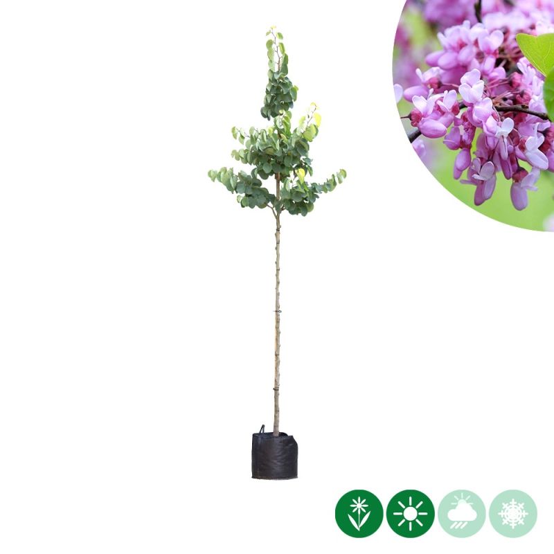 Cercis canadensis