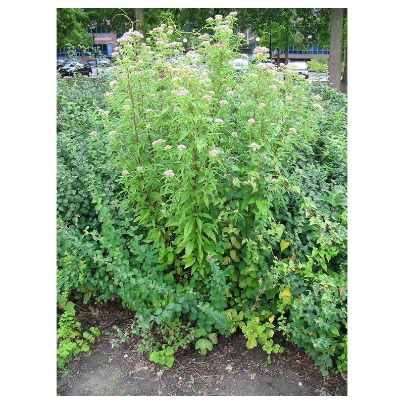Eupatorium cannabinum 