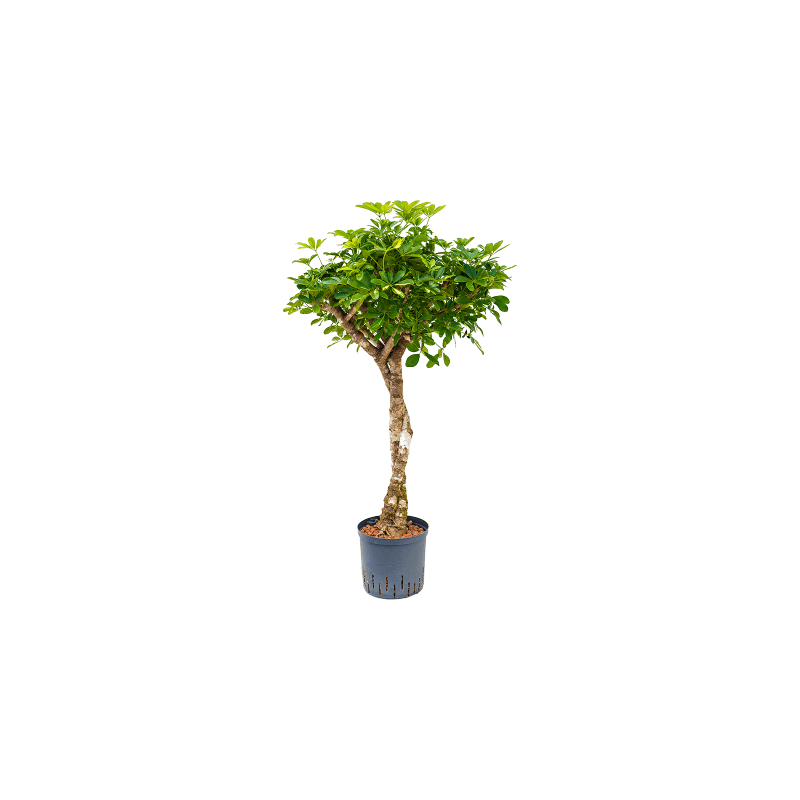 Schefflera Gold Capella op stam twist