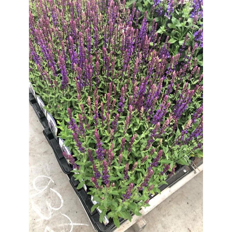 Salvia Caradonna - biologisch