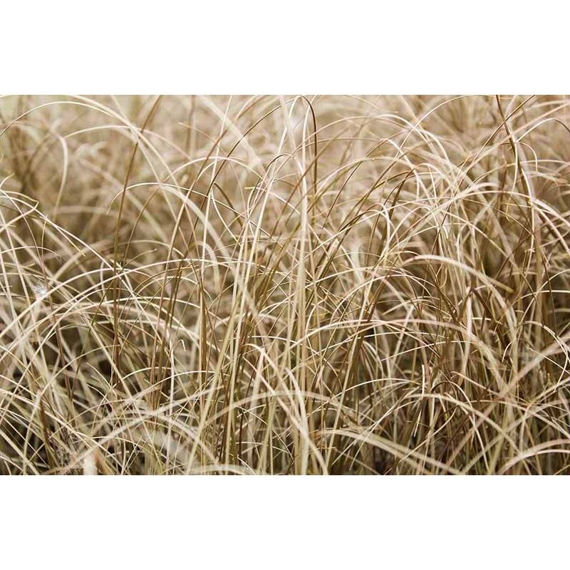 Carex Bronze Form