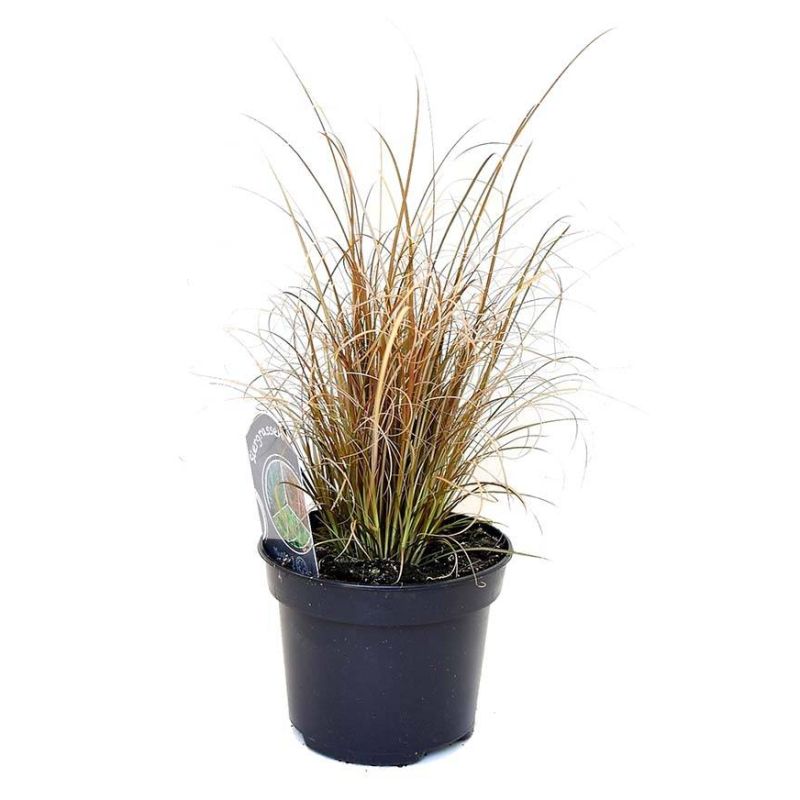 Carex Bronze Form