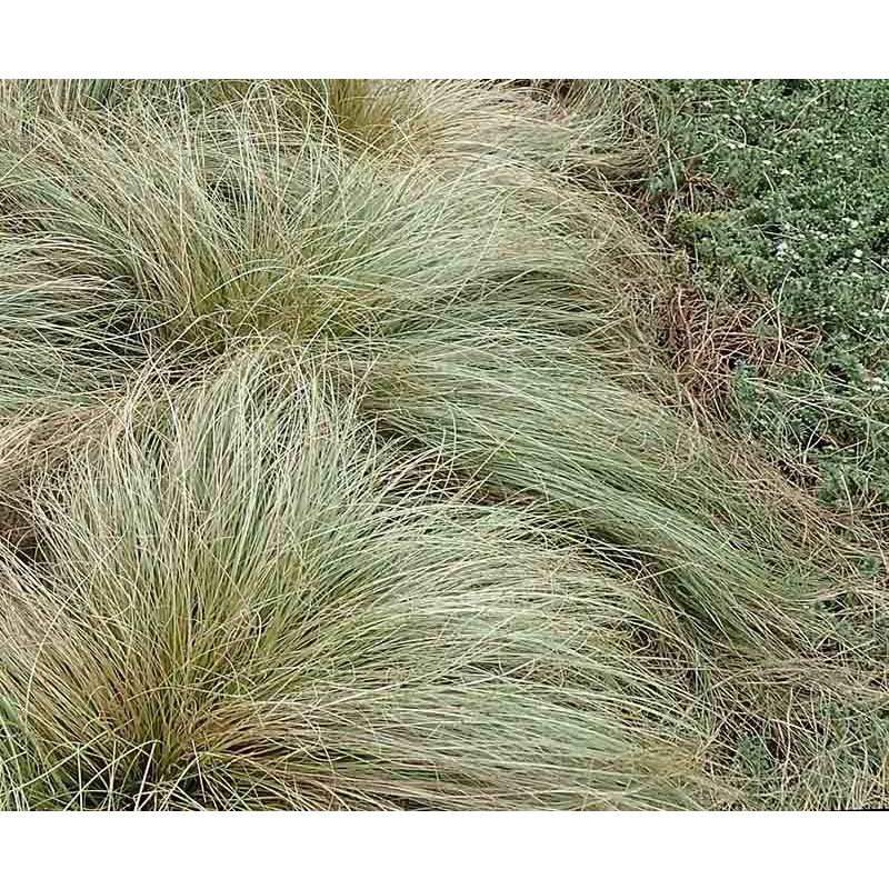 Carex Frosted Curls 