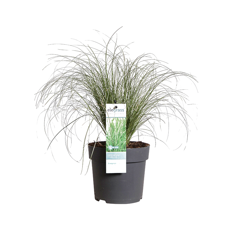 Carex Frosted Curls 