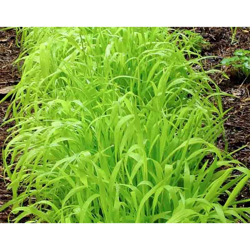 Carex Aurea