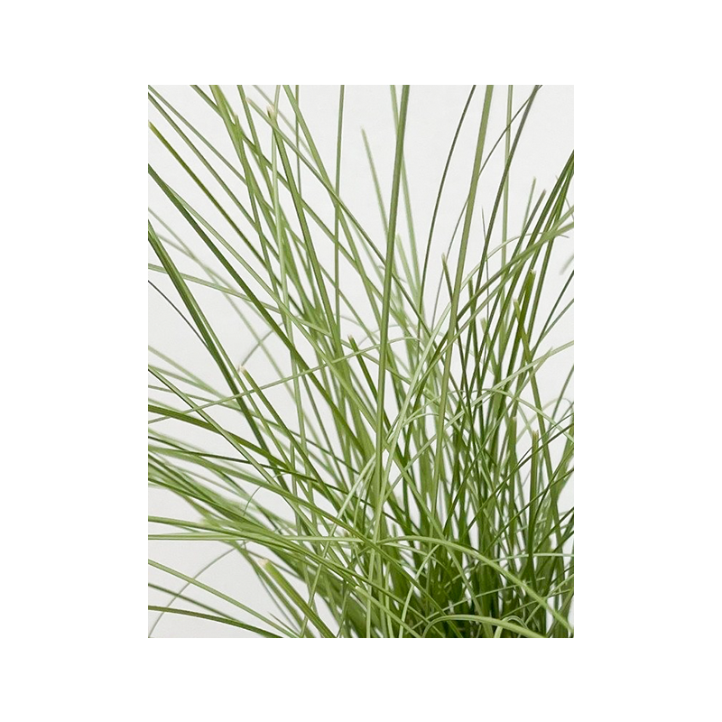 Carex Frosted Curls 