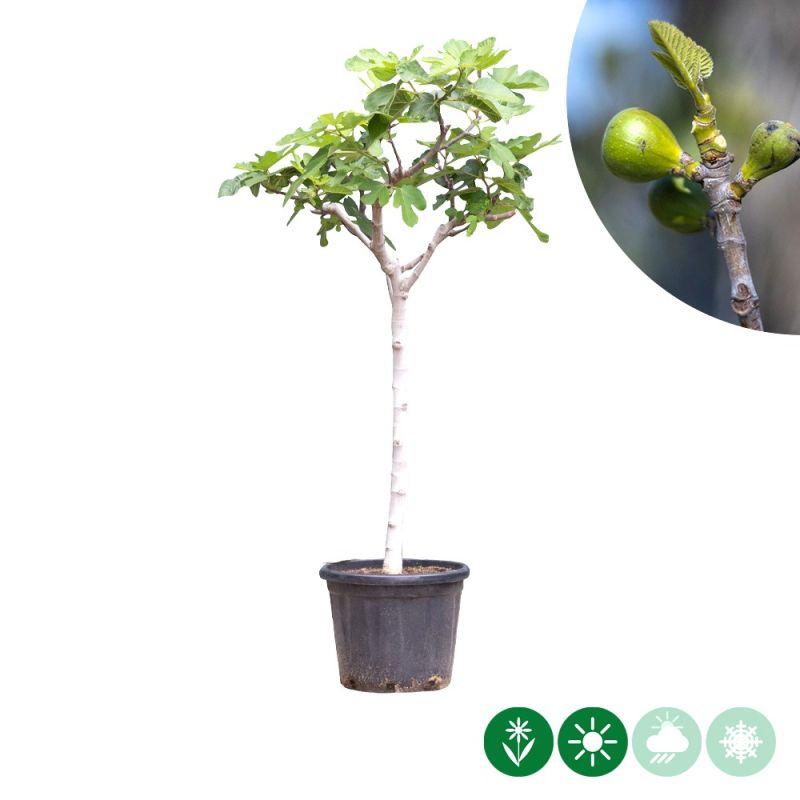 Ficus carica 