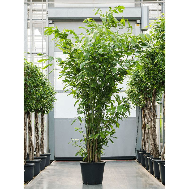 Caryota mitis bush XXL