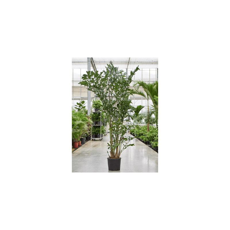 Caryota mitis 