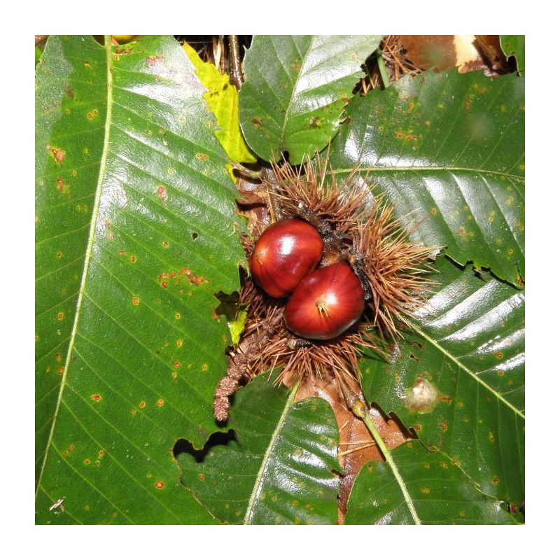 Castanea sativa - volgroeid