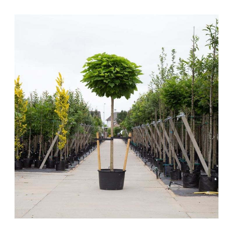 Catalpa Nana - volgroeid