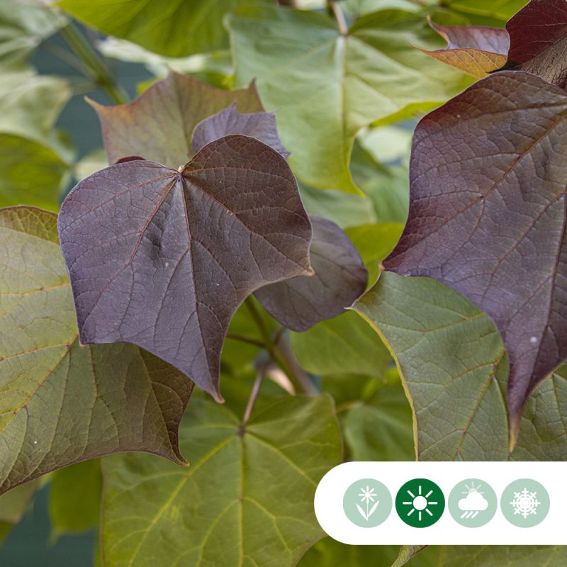 Catalpa Purpurea