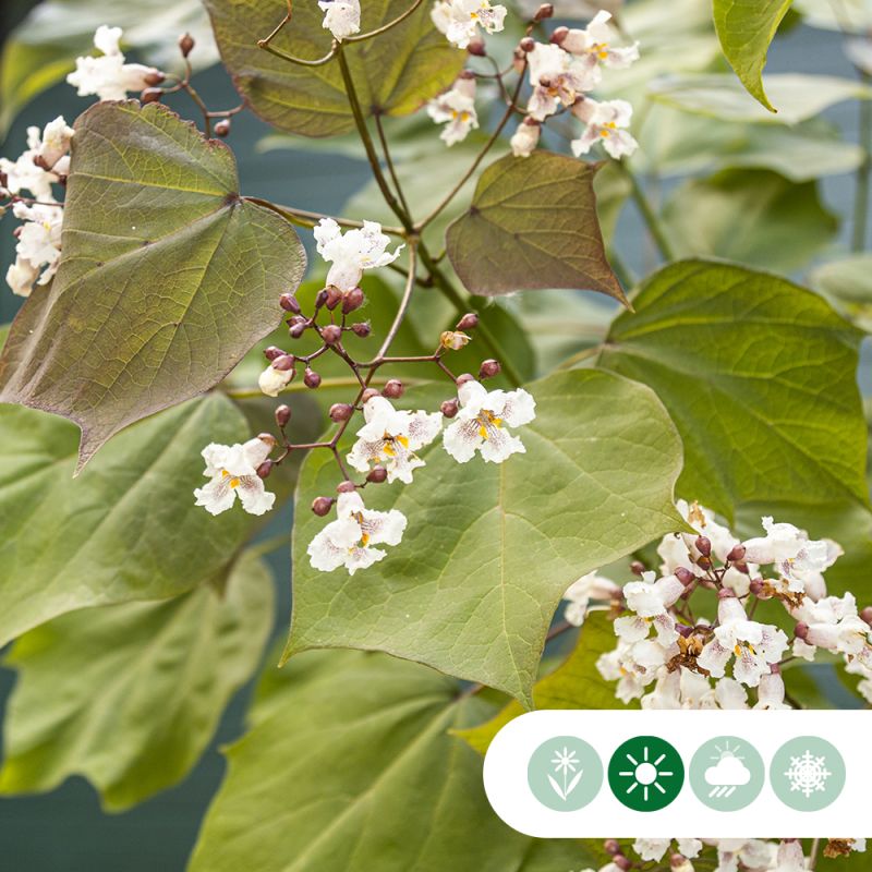 Catalpa Purpurea