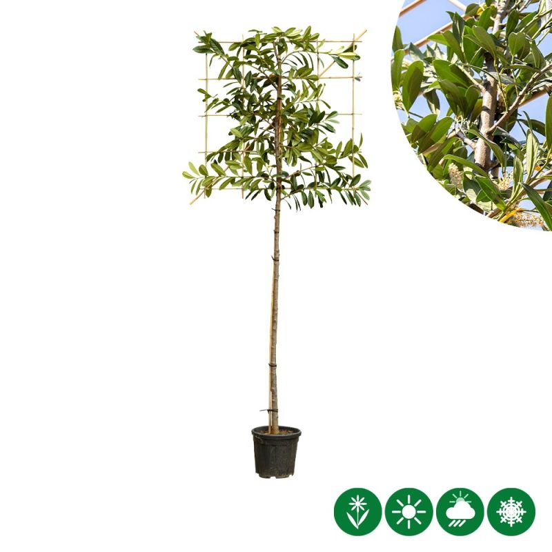 Prunus Caucasica - leiboom