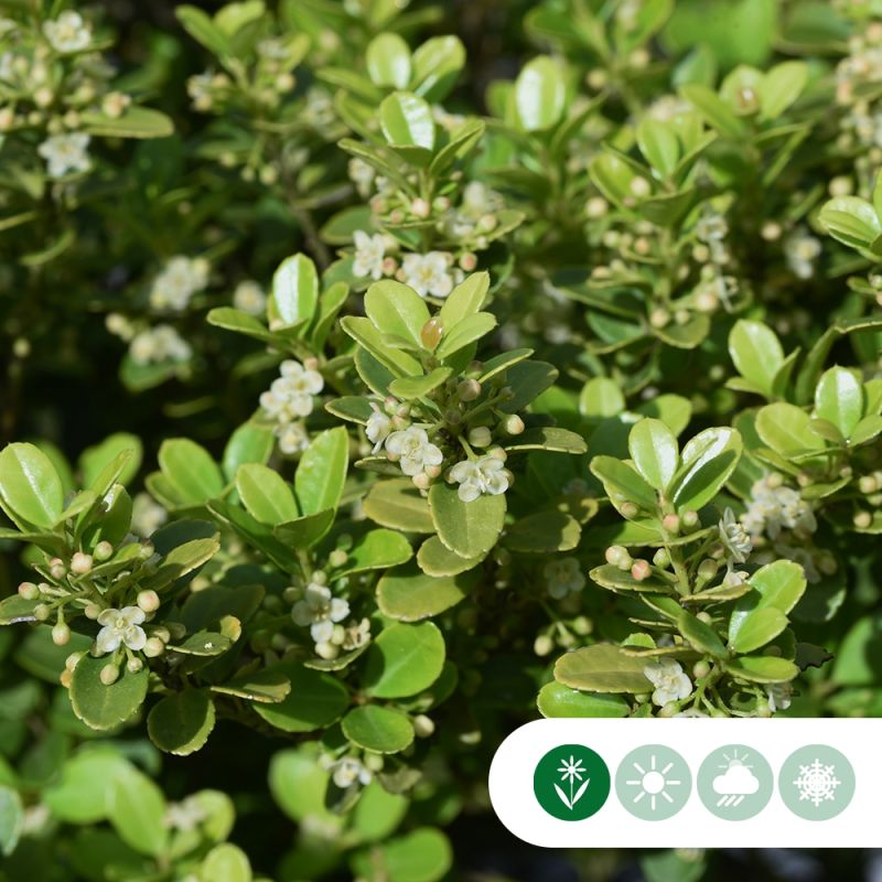 Ilex crenata - haag