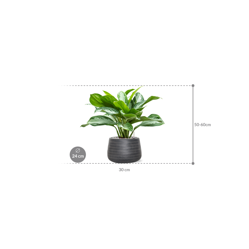 Aglaonema Silver Bay in Angle Darcy Antraciet