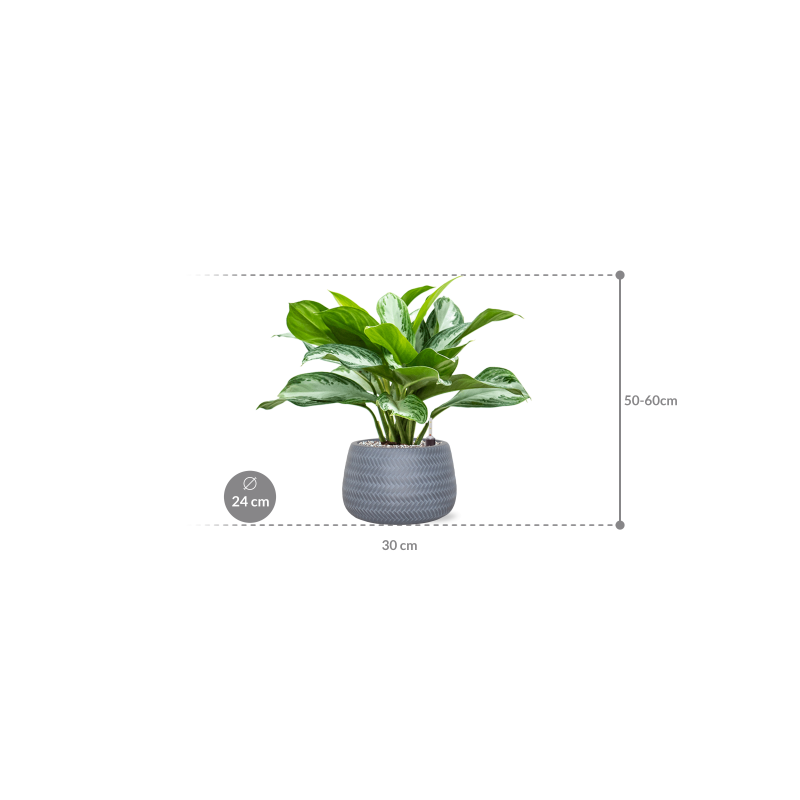 Aglaonema Silver Bay in Angle Darcy Grijs