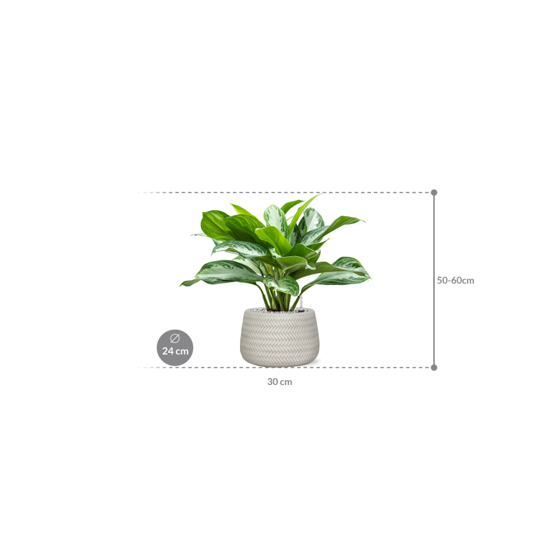 Aglaonema Silver Bay in Angle Darcy Wit