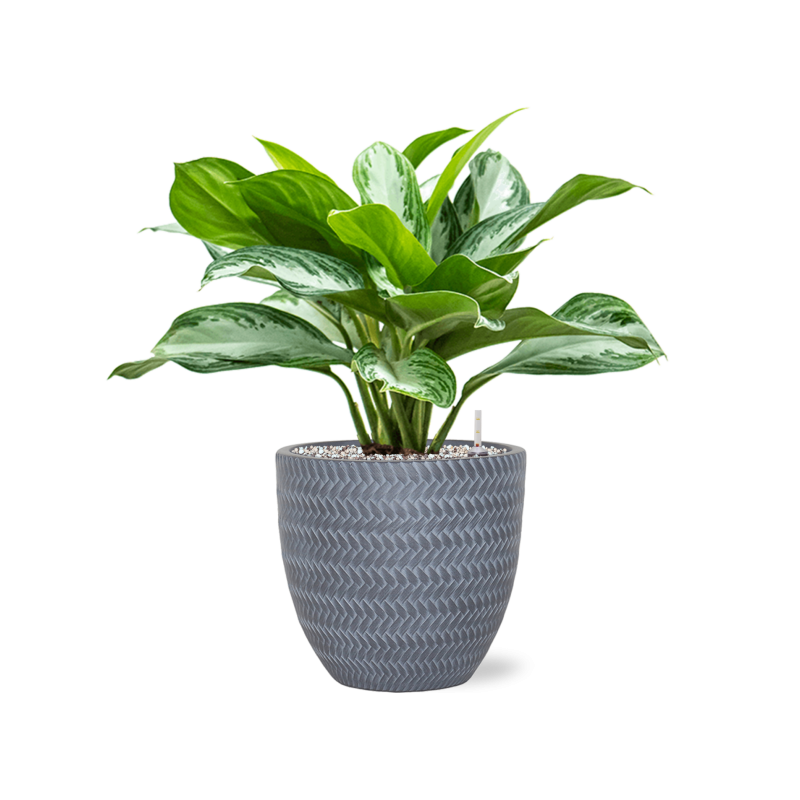 Aglaonema Silver Bay in Angle Couple Grijs