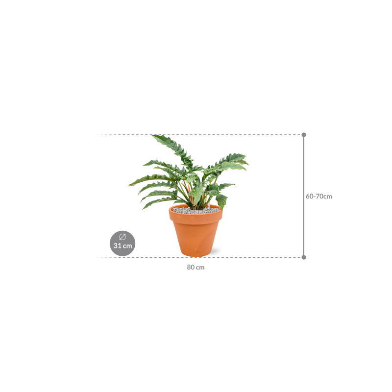 Philodendron Narrow in Terracotta Oranje