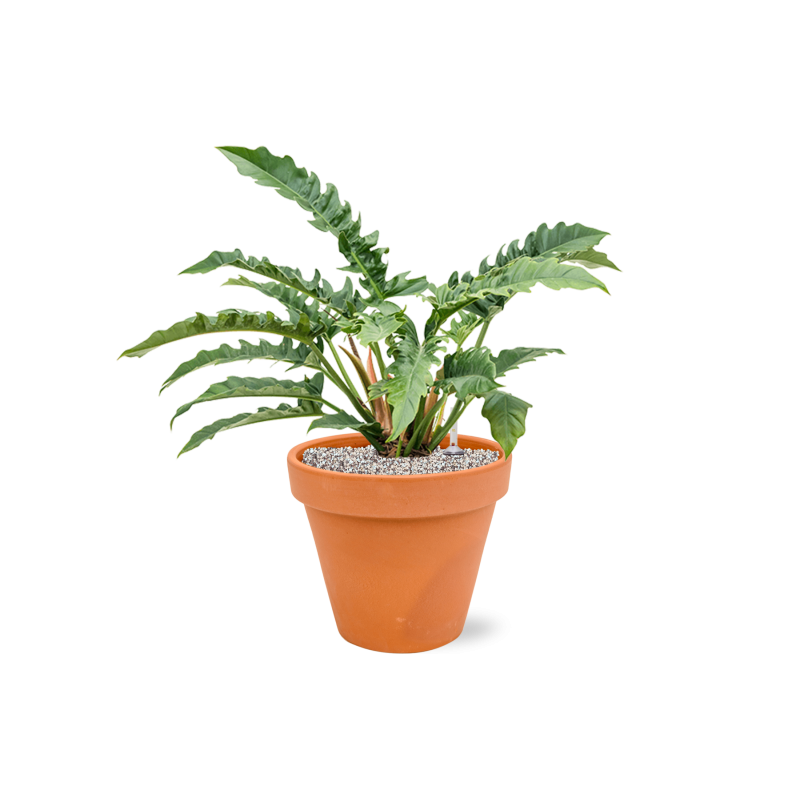 Philodendron Narrow in Terracotta Oranje
