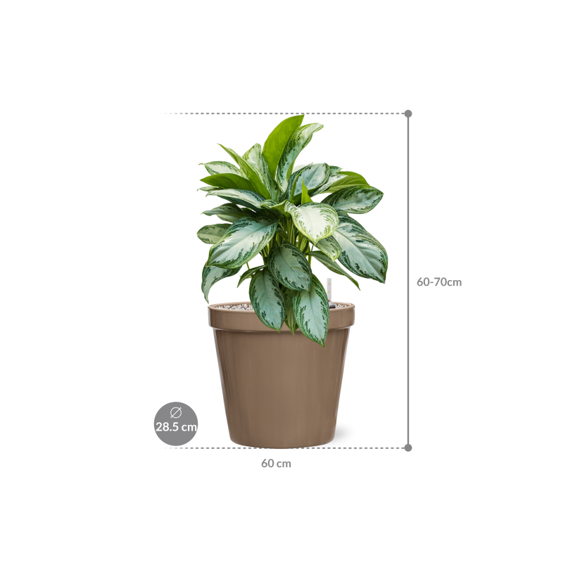 Aglaonema Silver Bay in Feliz Pot Conica Taupe