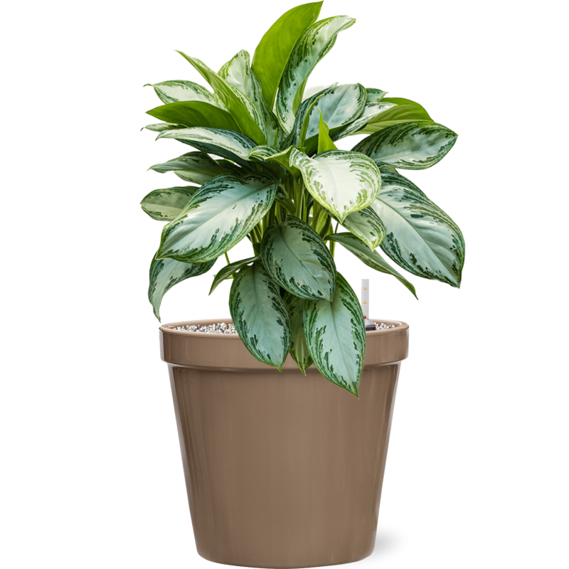 Aglaonema Silver Bay in Feliz Pot Conica Taupe
