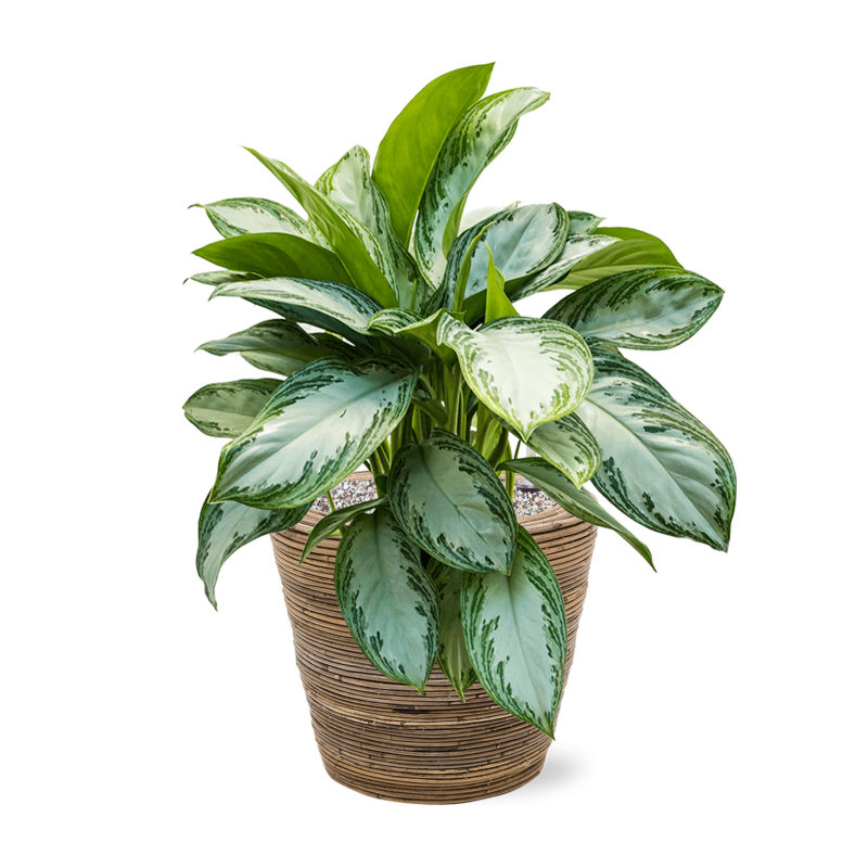 Aglaonema Silver Bay in Drypot Rattan Stripe Round Grey