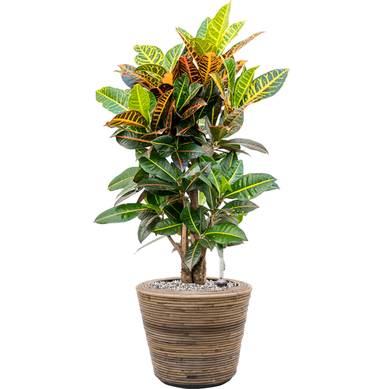 Croton Variegatum Petra in Drypot Rattan Stripe Round Grey