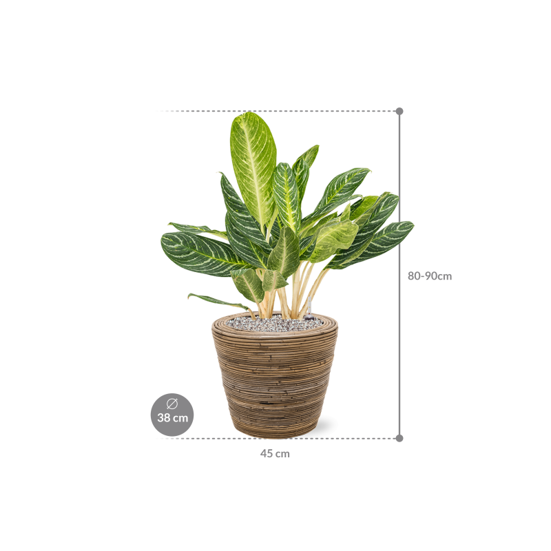 Aglaonema Key Lime in Drypot Rattan Stripe Round Grey