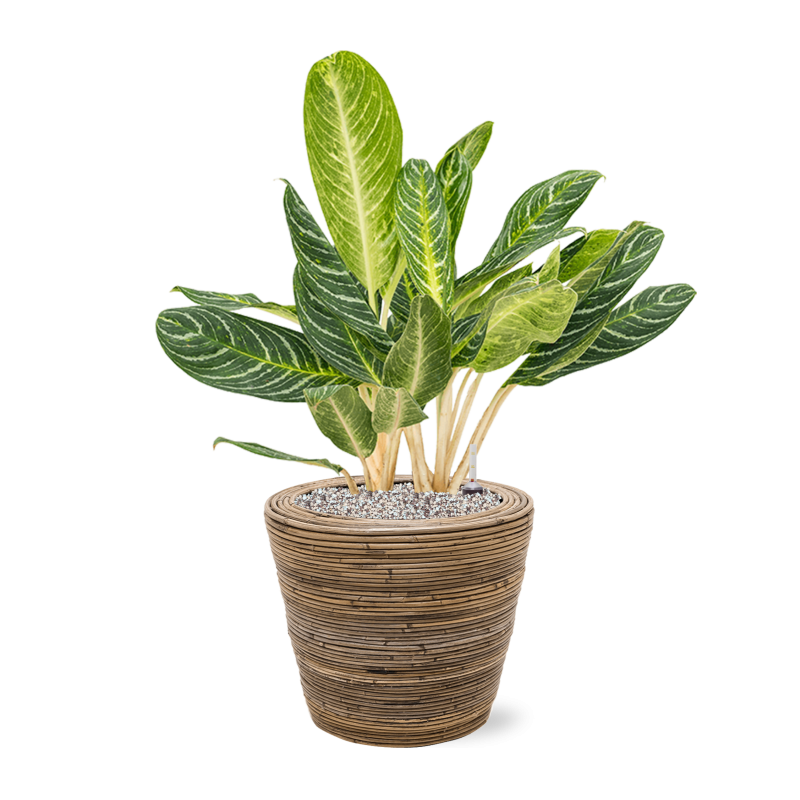 Aglaonema Key Lime in Drypot Rattan Stripe Round Grey
