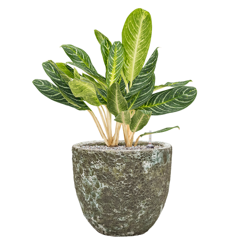 Aglaonema Key Lime in Vulcana Couple Groen