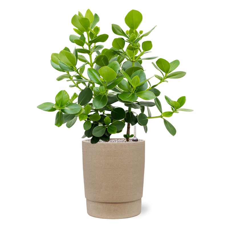 Clusia rosea Princess in Chao Concrete