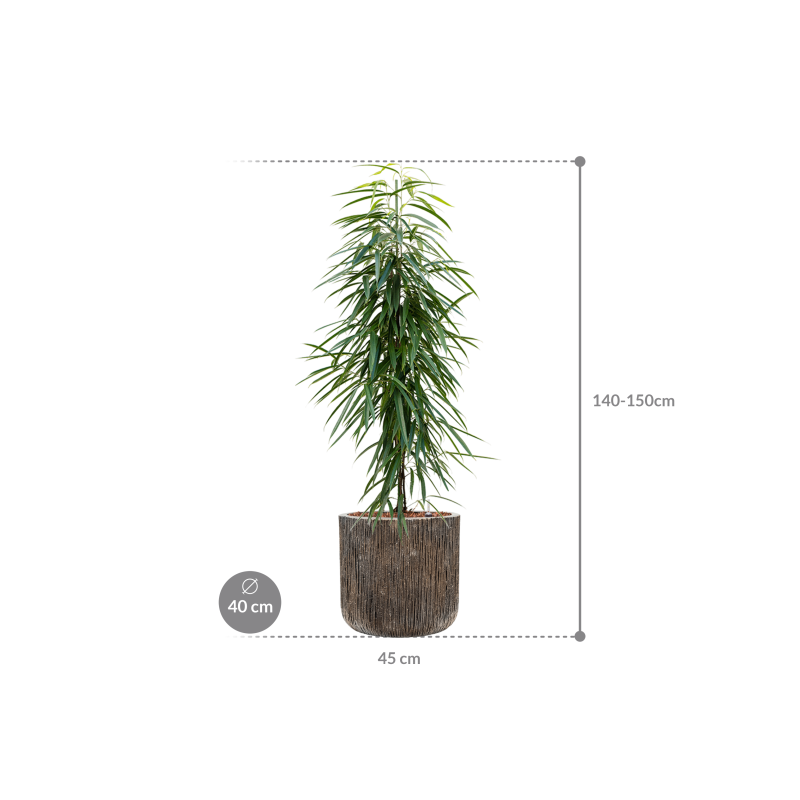Ficus Alii in Luxe Lite Universe Waterfall Cylinder
