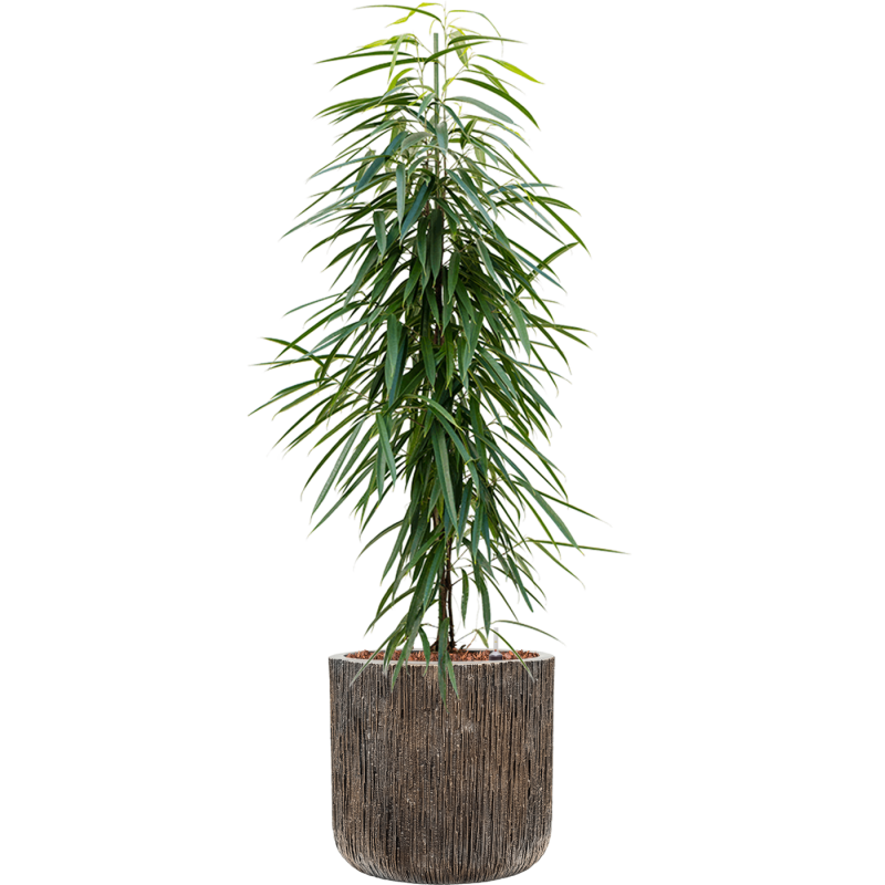 Ficus Alii in Luxe Lite Universe Waterfall Cylinder