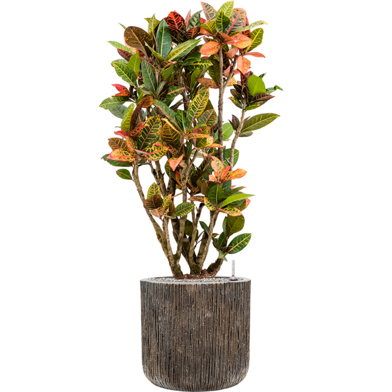 Croton Variegatum Petra in Luxe Lite Universe Waterfall Cilinder
