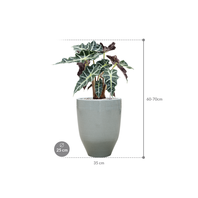 Alocasia 'Polly' in One and Only