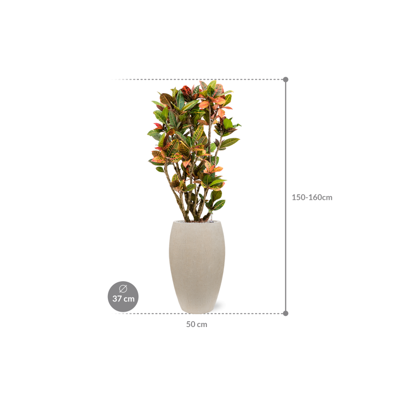 Croton Variegatum Petra in Raindrop Emperor Beige