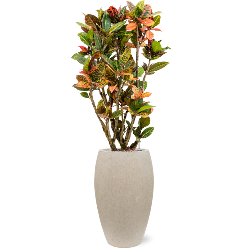 Croton Variegatum Petra in Raindrop Emperor Beige