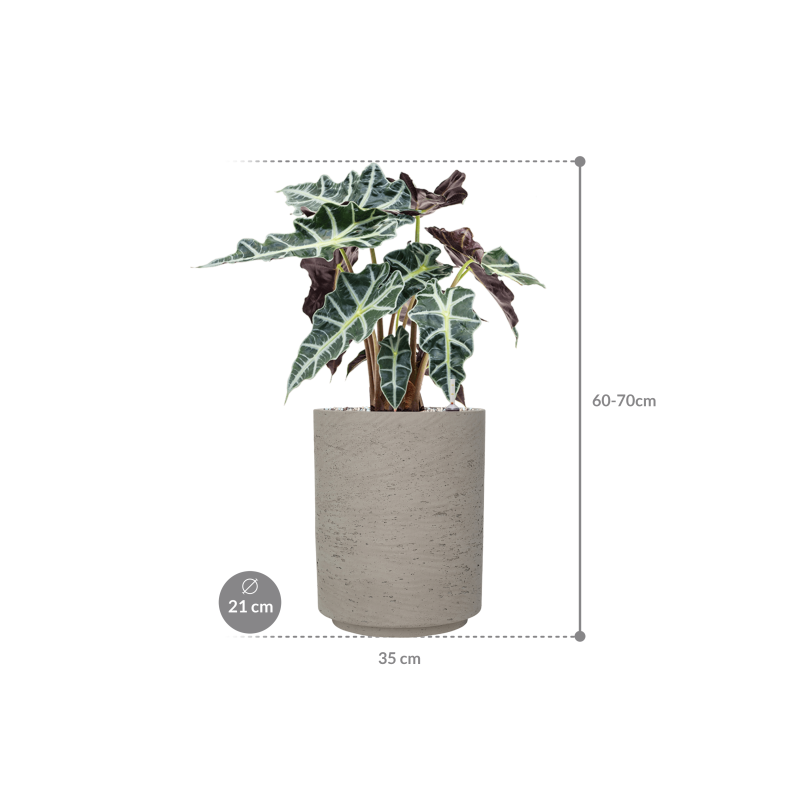 Alocasia 'Polly' in Rough