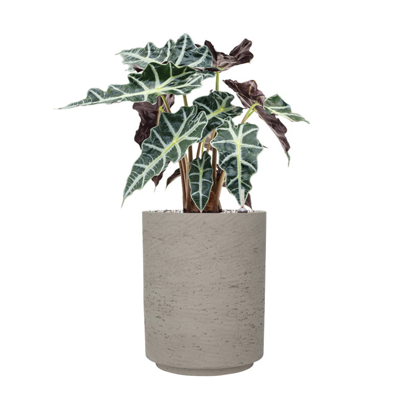Alocasia 'Polly' in Rough