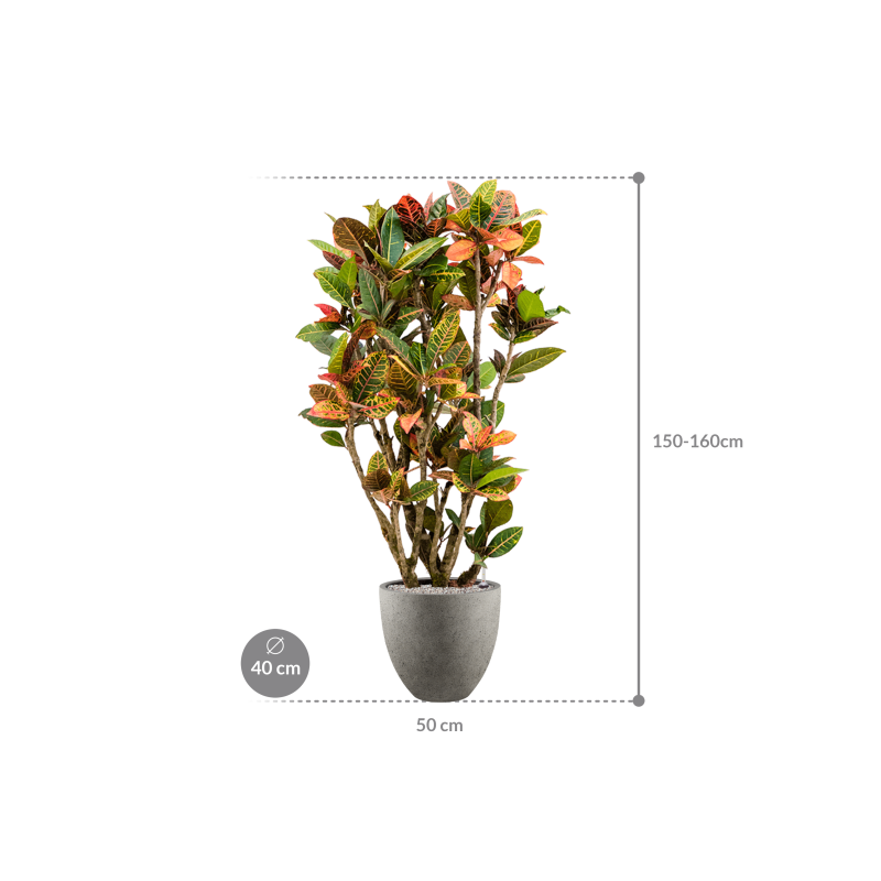 Croton Variegatum Petra in Grigio Egg Concrete Grijs