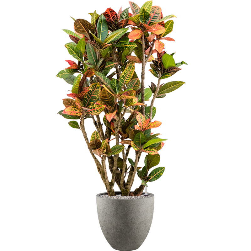 Croton Variegatum Petra in Grigio Egg Concrete Grijs