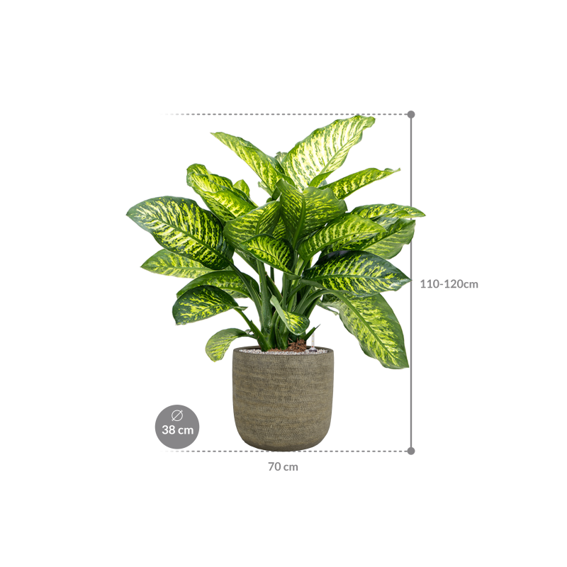  Dieffenbachia Maroba in Magna